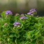 Ageratum – Bumble Bee Blue – 4.5″ Pot
